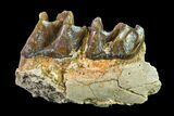 Fossil Horse (Mesohippus) Jaw Section - South Dakota #157467-2
